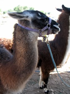 The llama who kept getting way too close to me